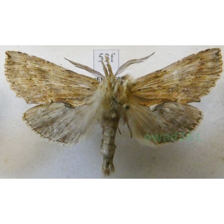 Pterostoma palpina (Clerck, 1759) male Dzióbica głaszczkówka Czech53f